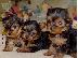 PoulaTo: Yorkshire Terrier Mini