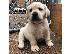 PoulaTo: Labrador puppy parents health health   WhatsApp at +31687270602