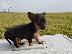 PoulaTo: Pinscher teacup