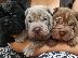 PoulaTo: Kc Reg Shar Pei κουτάβια