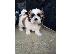 PoulaTo: Shih Tzu