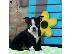 PoulaTo: Super Αξιολάτρευτο Boston Terrier Κουτάβια
