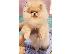 PoulaTo: Pomeranian BOO Κουτάβια TOP Class