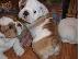 PoulaTo:  englishbull κουτάβια για € 300