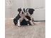 PoulaTo: Κουτάβια Staffordshire Bull Terrier