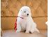 PoulaTo: Εξαιρετικά κουτάβια Samoyed