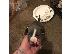 PoulaTo: Pit Bull - 