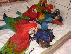 PoulaTo: Scarlet παπαγάλος macaw για 180 €