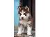 PoulaTo: Husky