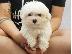 PoulaTo: Morkie