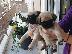 PoulaTo: Pug