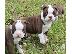 PoulaTo: Super Αξιολάτρευτο Boston Terrier Κουτάβια