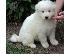 PoulaTo: Πώληση κουτάβια Samoyed.
