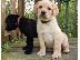 PoulaTo: Εδώ έχουμε 5 όμορφα κουτάβια Labrador retriever.