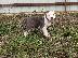 PoulaTo: American Staffordshire - Αμερικανικό Σταφορντσάιρ