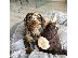 PoulaTo: Dachshund Pups
