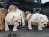 PoulaTo: englishbull puppies for 300€