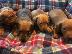 PoulaTo: AKC Dachshunds