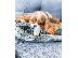 PoulaTo: Έχω τα κουτάβια Cavalier King Charles Spaniel προς πώληση.