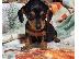 PoulaTo: Μικροσκοπικά κουτάβια Dachshund