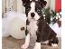 PoulaTo: Όμορφα κουτάβια Boston Terrier