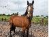 PoulaTo: Energetic και Great Chapion Horse προς πώληση