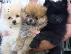 PoulaTo: Μικρό Pomeranian Puppy αρκουδάκι