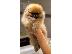 PoulaTo: Pomeranian BOO αρκουδάκια