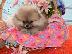 PoulaTo: Χαριτωμένο Pomeranian Puppies γενεαλογικό