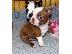 PoulaTo: Boston Terrier pups for Good home