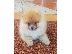 PoulaTo: Όμορφα κουτάβια Pomeranian