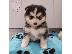 PoulaTo: Εκπληκτικά κουτάβια  Pomsky