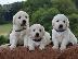 PoulaTo: Κουτάβια Golden Retriever