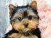 PoulaTo: Καθαρά φυλής Tiny Yorkie Puppies
