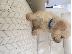 PoulaTo: Πώληση κουτάβια Maltipoo