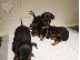 PoulaTo: τα πιο έξυπνα κουτάβια Doberman