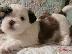 PoulaTo: Τα γλυκά κουτάβια Shih Tzu