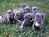 PoulaTo: Neapolina Mastiff