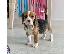 PoulaTo: beagle puppy is now ready for adoption