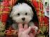 PoulaTo: Pedigree Liver Dalmatian Puppies