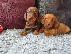PoulaTo: Μίνι Dachshunds