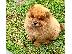 PoulaTo: όμορφο κουτάβι chow chow