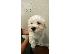 PoulaTo: Κουτάβια Maltipoo