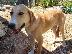 PoulaTo: Labrador 7 μηνών