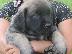 PoulaTo: Αγγλικά Bull Mastiff κουτάβια