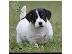 PoulaTo: Φοβερά κουτάβια Jack Russell Terrier
