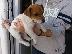 PoulaTo: Jack russell