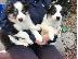 PoulaTo: Border Collie Puppies για υιοθεσία