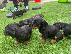 PoulaTo: AKC Dachshunds