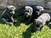 PoulaTo: Κουτάβια Cane Corso για υιοθεσία
